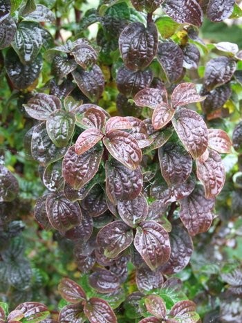 Cornus sanguinea Compressa.jpg