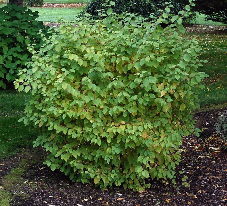 Cornus sanguinea Midwinter Fire 1.jpg