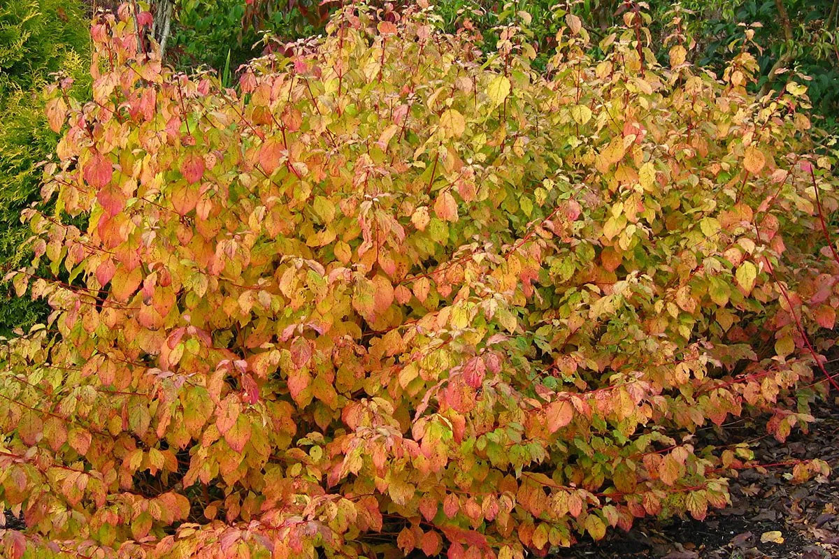 Cornus sanguinea Midwinter Fire 2.jpg