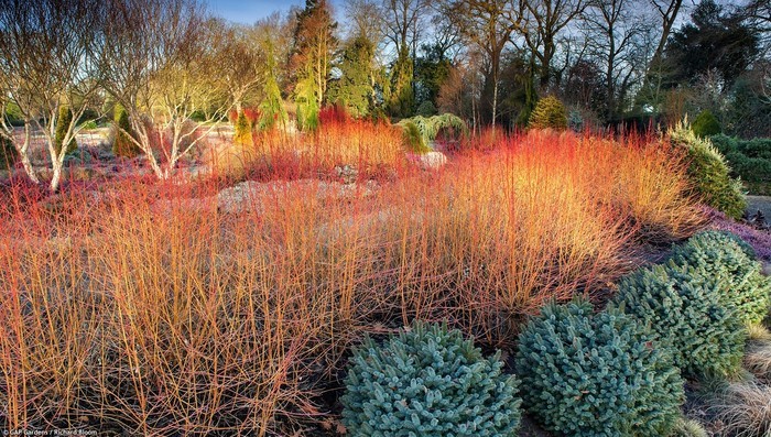 Cornus sanguinea Midwinter Fire.jpg