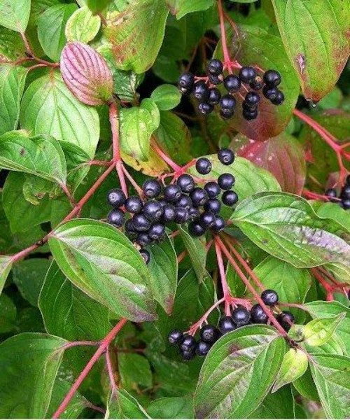 Cornus sanguinea.webp