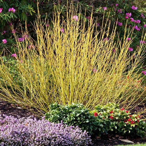 Cornus stolonifera Budds Yellow 1.jpg