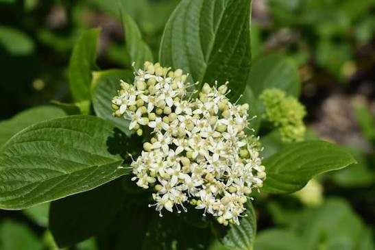 Cornus stolonifera Budds Yellow 2.jpg