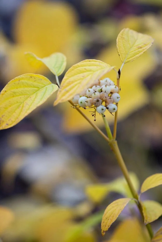 Cornus stolonifera Budds Yellow.webp