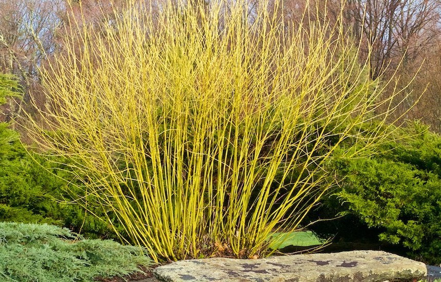 Cornus stolonifera Flaviramea 1.jpg