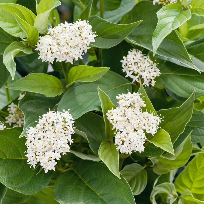Cornus stolonifera Flaviramea 3.jpg