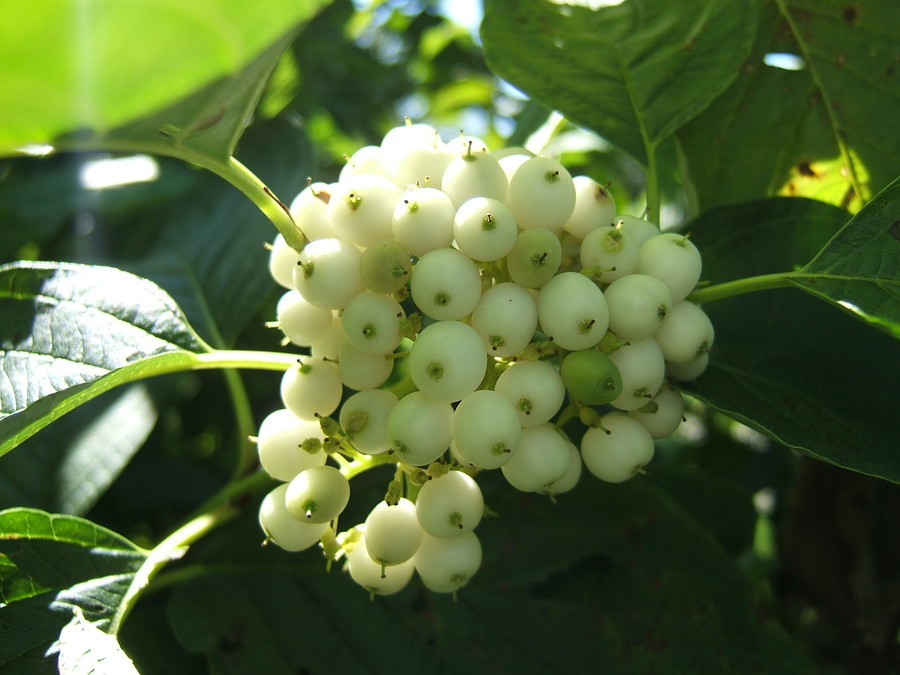 Cornus stolonifera Flaviramea.jpg