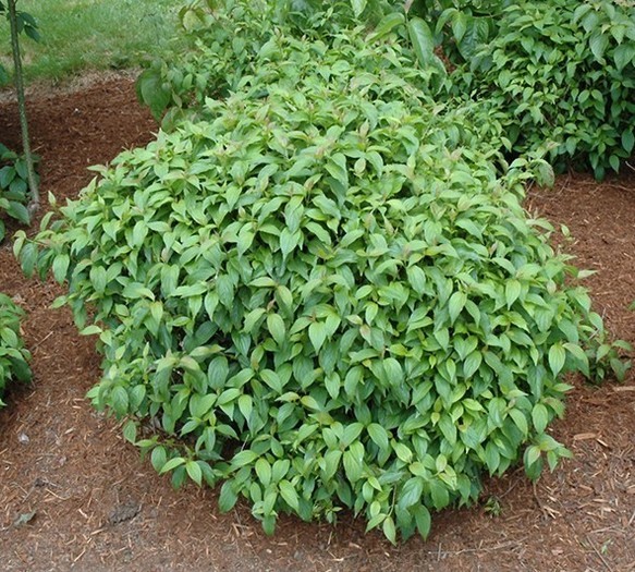 Cornus stolonifera Kelsey 1.jpg