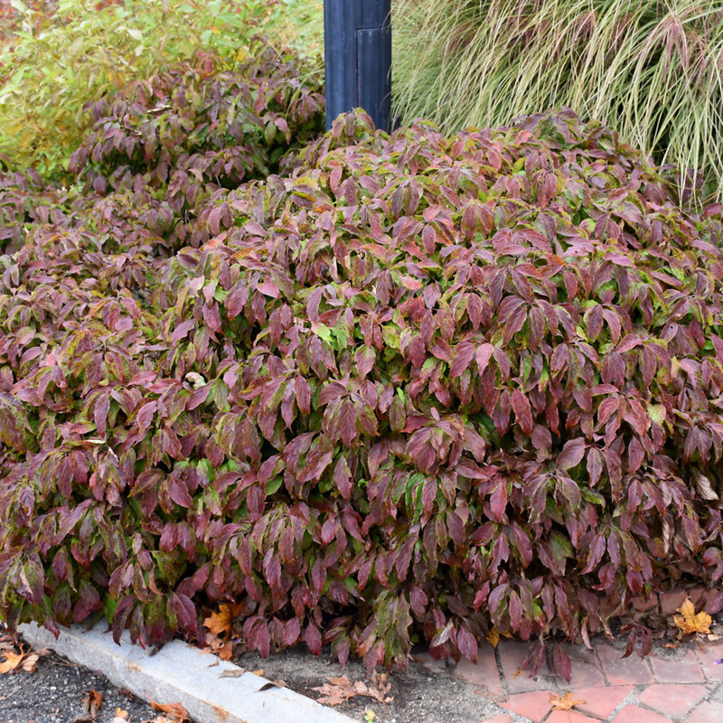 Cornus stolonifera Kelsey 2.jpg