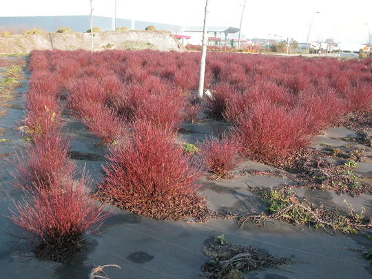 Cornus stolonifera Kelsey.jpg