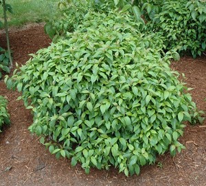 Cornus stolonifera Kelseyi 1.jpg
