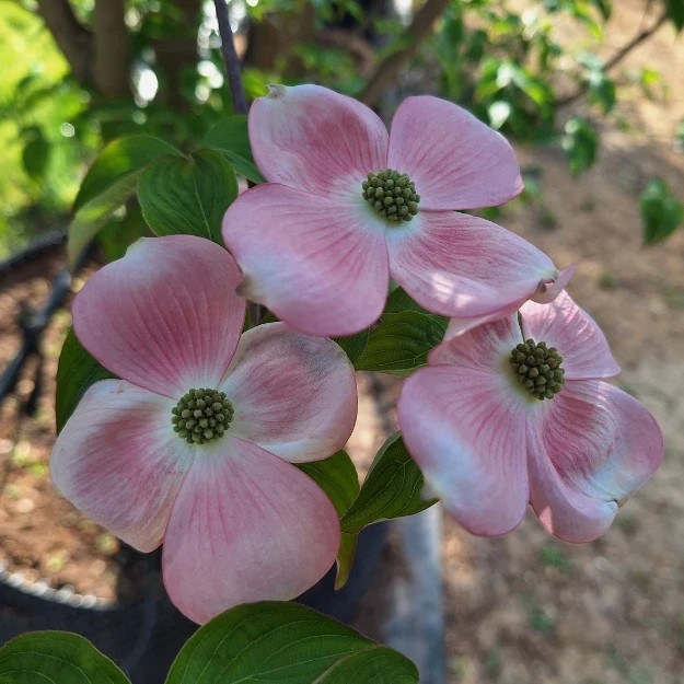 Cornus x rutgersensis Stellar Pink 1.jpg
