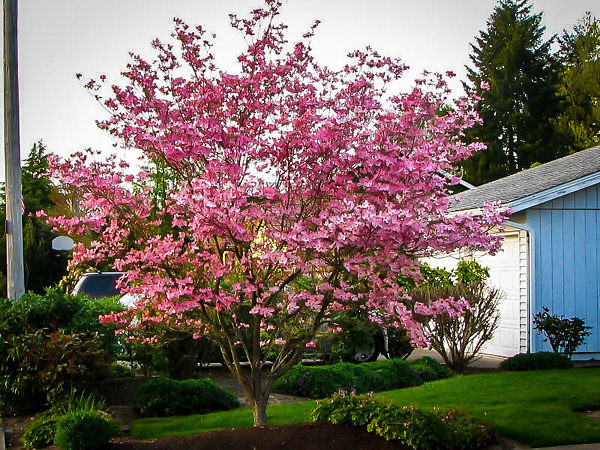 Cornus x rutgersensis Stellar Pink.jpg