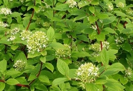 Cornus alba 'Sibirica' - sibirska sviba, dren