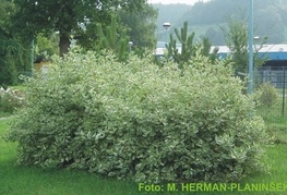 Cornus alba 'Sibirica Variegata' - sibirska sviba, dren