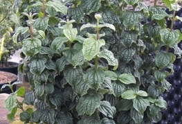 Cornus sanguinea 'Compressa' - dren