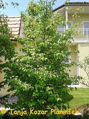 Cornus_kousa 1.jpg
