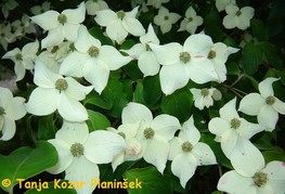 Cornus kousa - japonski dren cvetnik