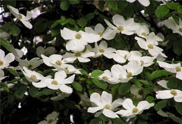 Cornus nuttallii - pacifiški dren