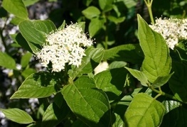 Cornus stolonifera 'Flaviramea' (= C. sericea 'Flaviramea') - žvikavi dren