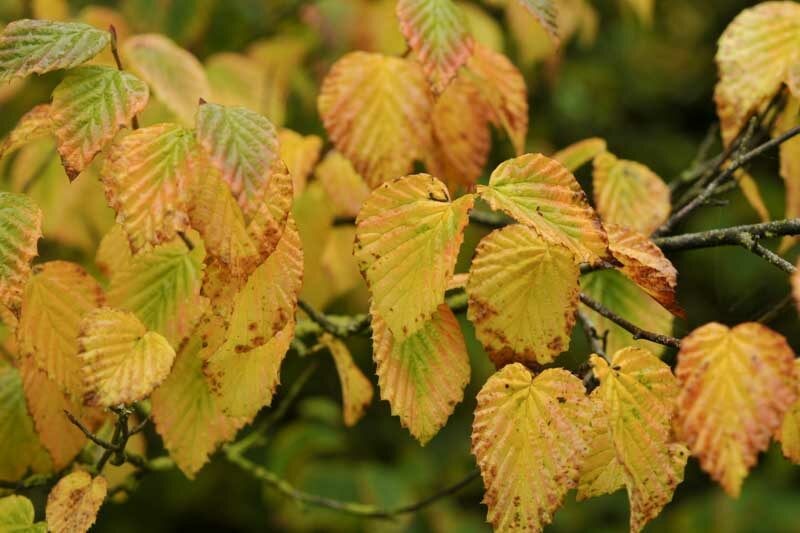 Corylopsis pauciflora 1.jpg