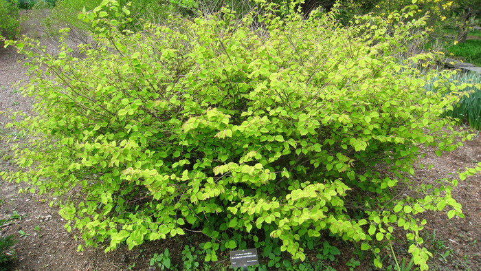 Corylopsis pauciflora 2.jpg