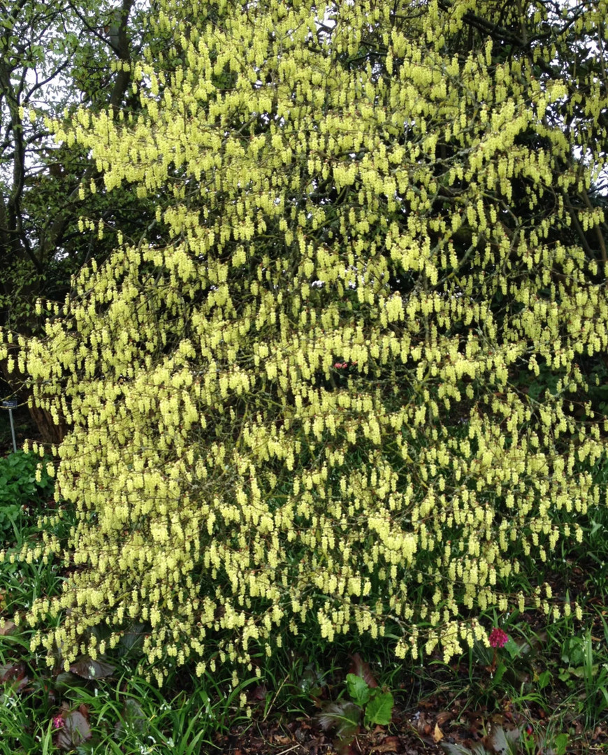 Corylopsis pauciflora 3.jpg