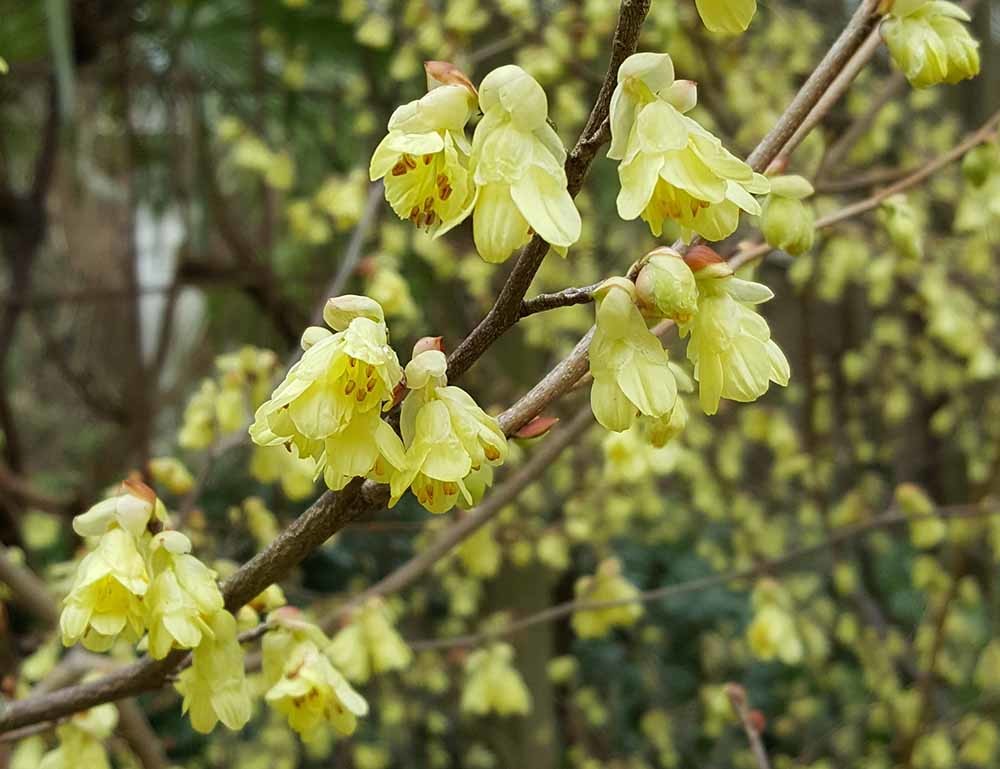Corylopsis pauciflora.jpg