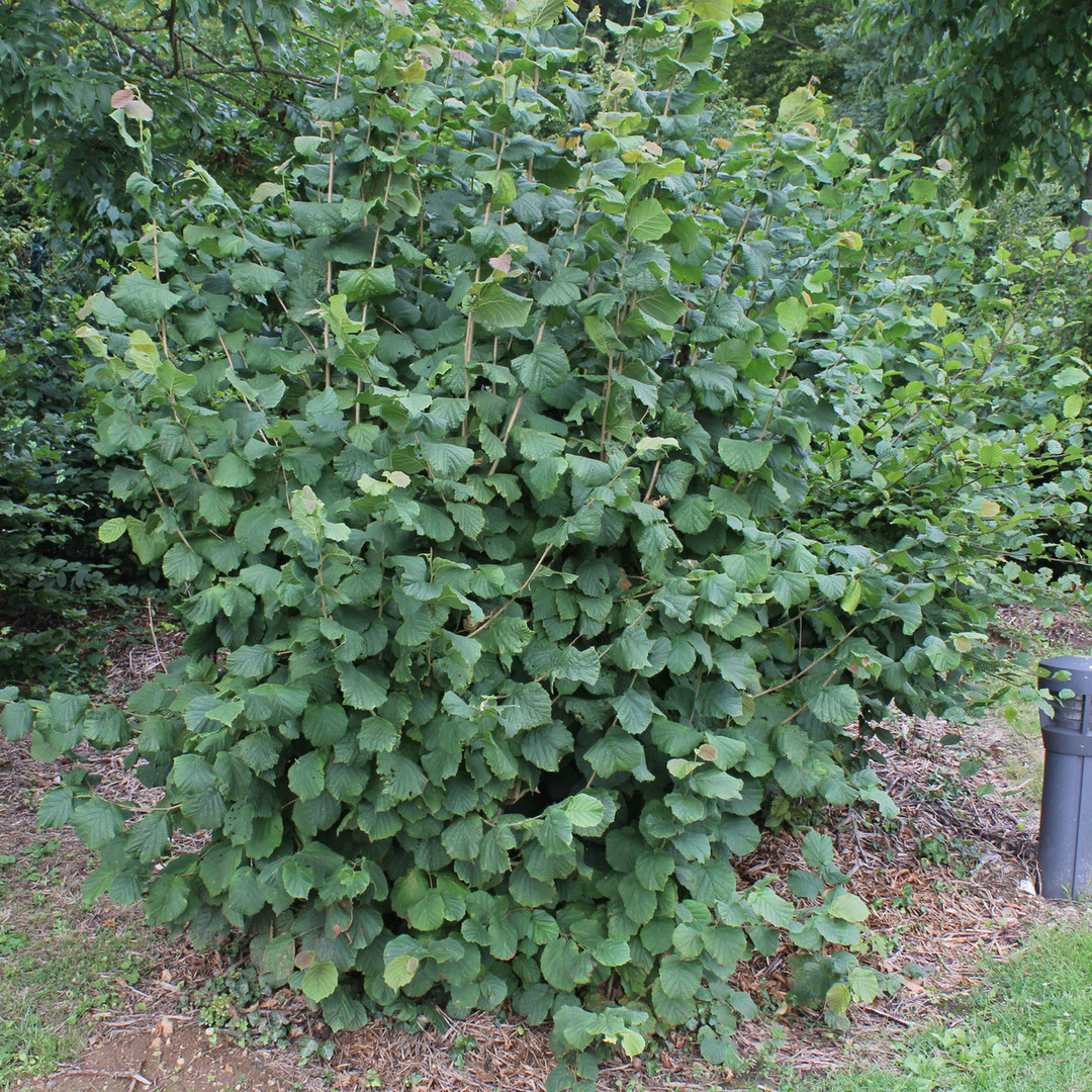 Corylus avellana 1.jpg
