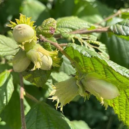 Corylus avellana 2.jpg