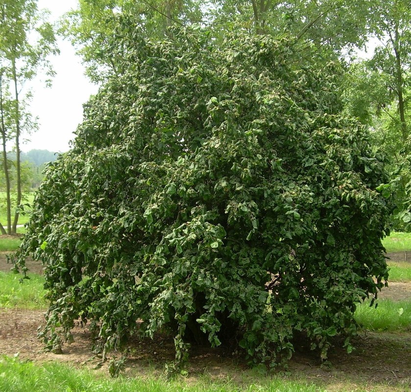 Corylus avellana Contorta 1.jpg