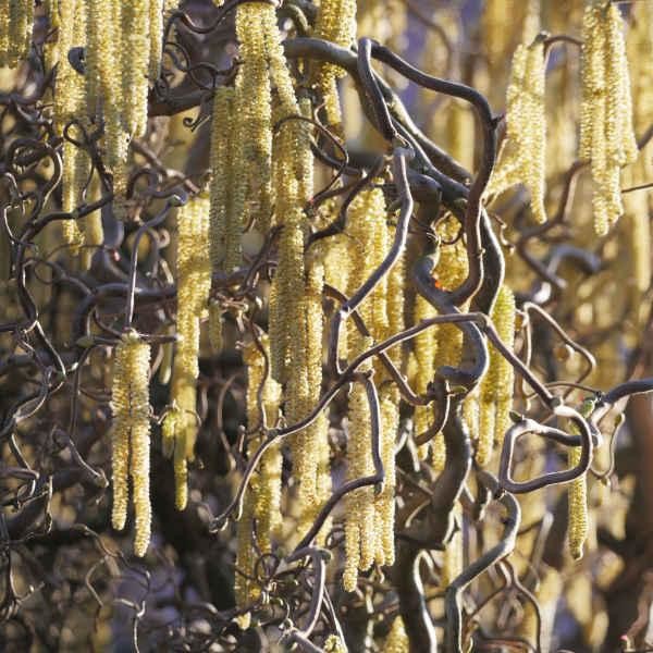 Corylus avellana Contorta 2.jpg