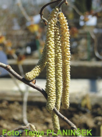 Corylus avellana Contorta.jpg