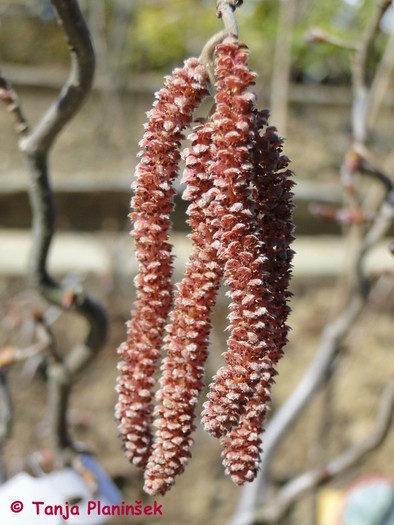 Corylus avellana Red Majestic 1.jpg