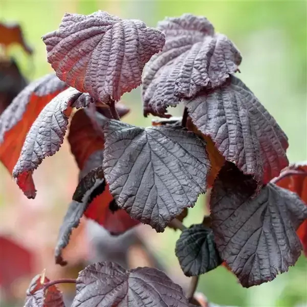 Corylus avellana Red Majestic 2.jpg