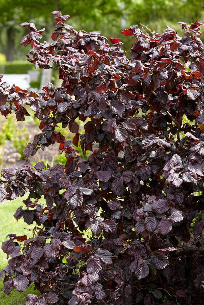 Corylus avellana Red Majestic 3.jpg