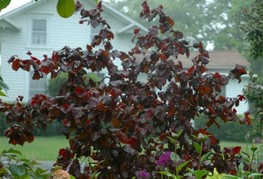 Corylus avellana 'Red Majestic' - rdečelistna zvita leska