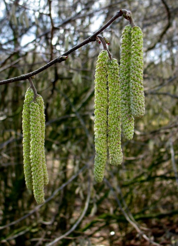 Corylus avellana.jpg