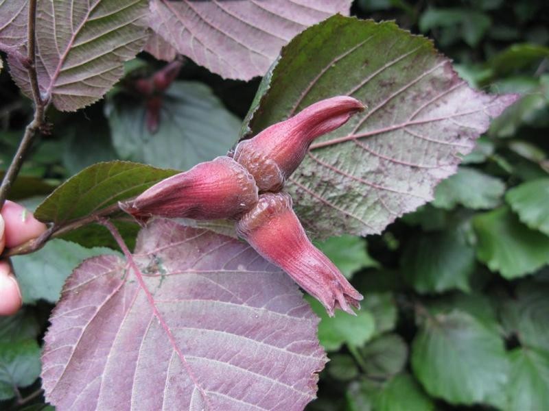 Corylus maxima Purpurea 1.jpg