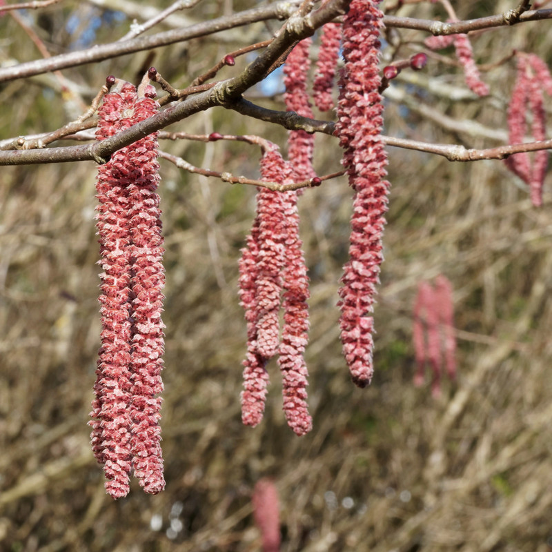 Corylus maxima Purpurea 2.jpg
