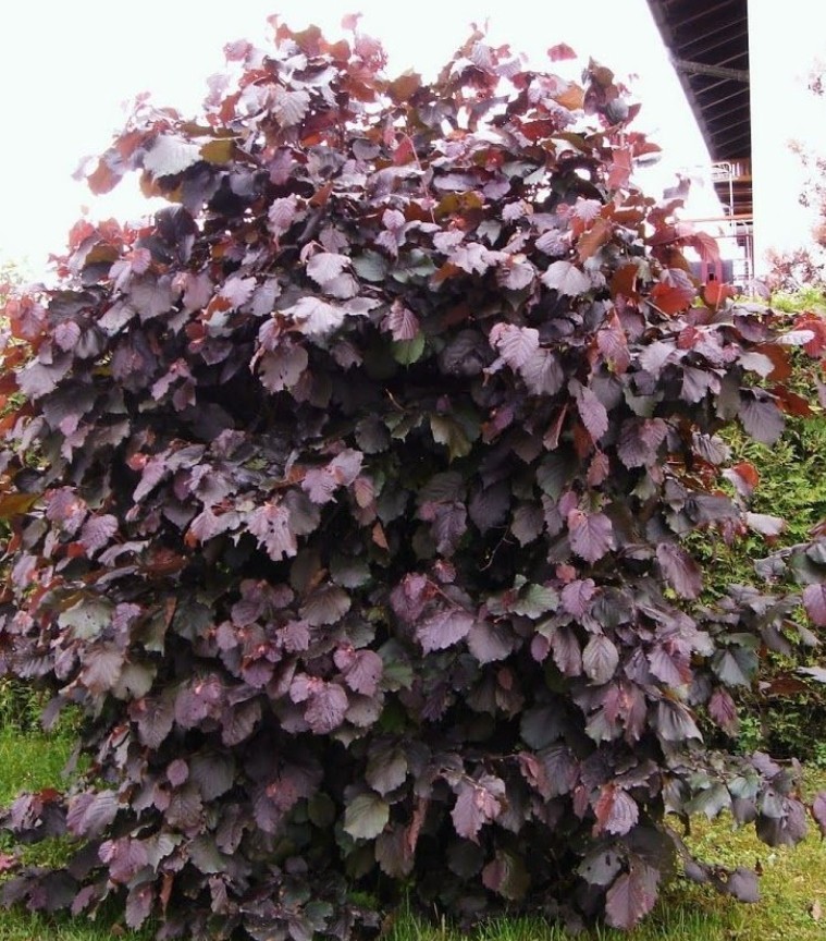 Corylus maxima Purpurea.jpg