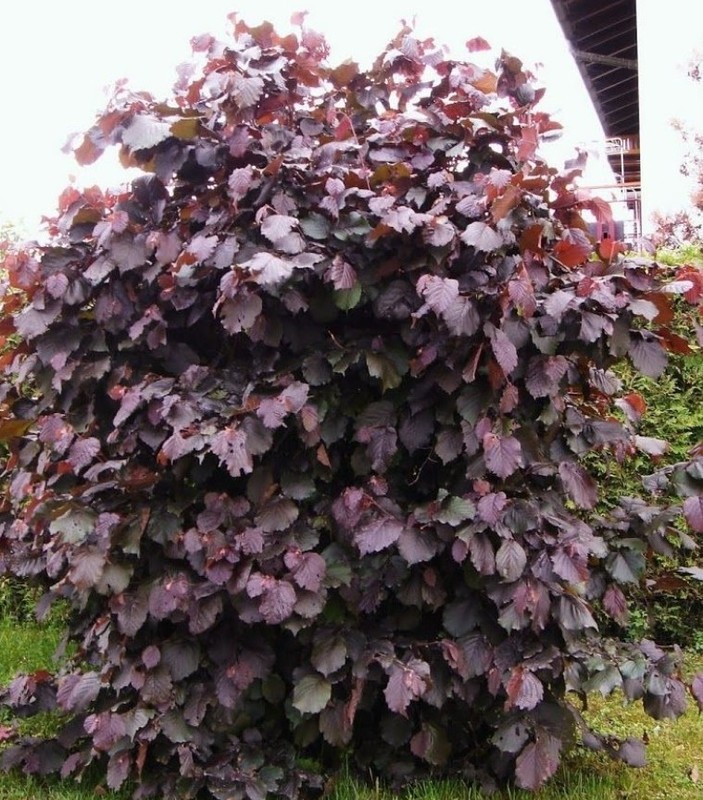 Corylus maxima Purpurea.jpg