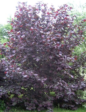 Corylus_maxima_'Purpurea'_01.jpg