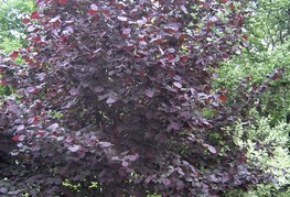 Corylus maxima 'Purpurea' (= C. maxima 'Atropurpurea', C. maxima 'Purple Filbert') - rdečelistna leska