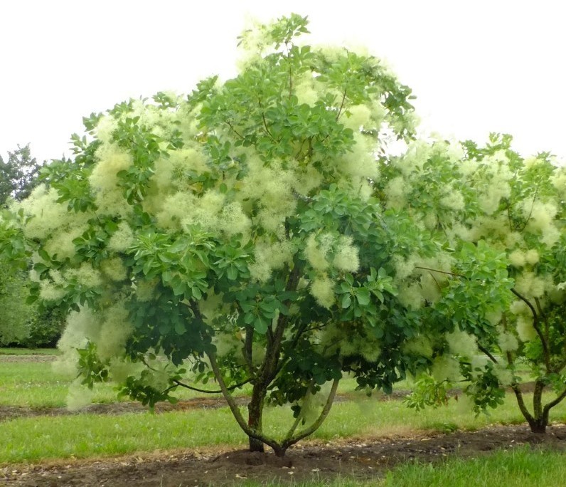 Cotinus coggygria 1.jpg
