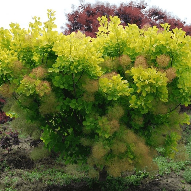 Cotinus coggygria Golden Spirit 1.jpg