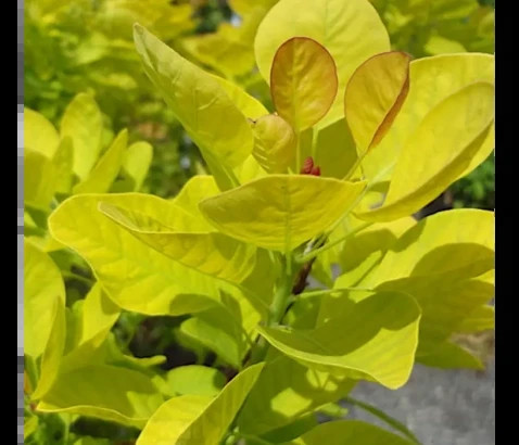 Cotinus coggygria Golden Spirit 2.jpg
