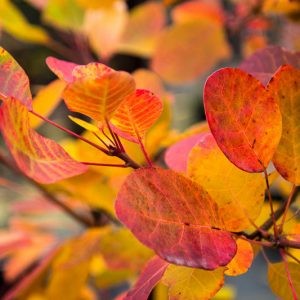 Cotinus coggygria Golden Spirit.jpg