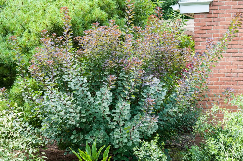 Cotinus coggygria Old Fashioned 1.jpg