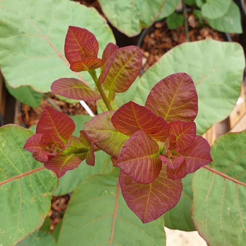 Cotinus coggygria Old Fashioned.jpg